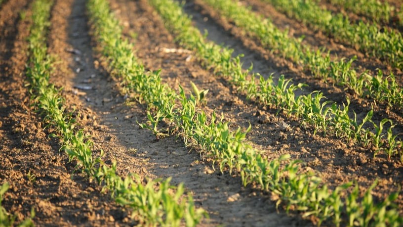 Row Crops